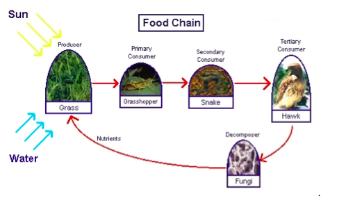 simple food web diagram