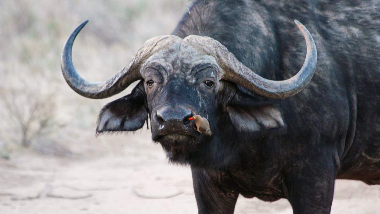 Live! Field Guide: African buffalo | MpalaLive