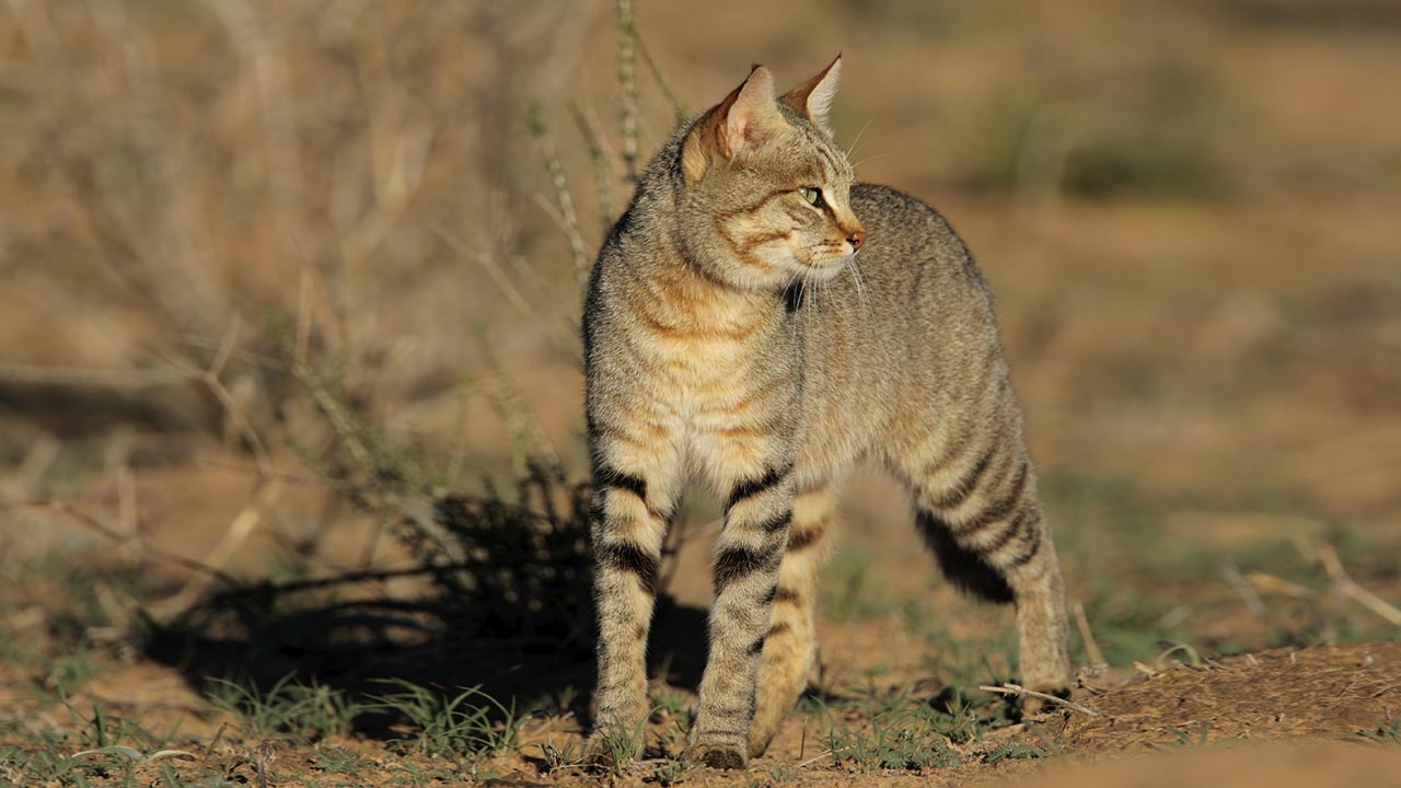 African wildcat  Small Cat, Nocturnal Hunter & Solitary Animal